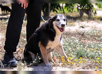 Mika, Mix Schäferhund / Berner Senne , lieb und verträglich