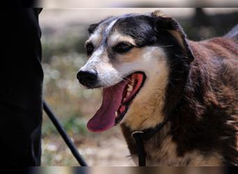 Tsuki, Mix Schäferhund / Berner Senne / Collie , lieb und verträglich