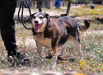 Tsuki, Mix Schäferhund / Berner Senne / Collie , lieb und verträglich