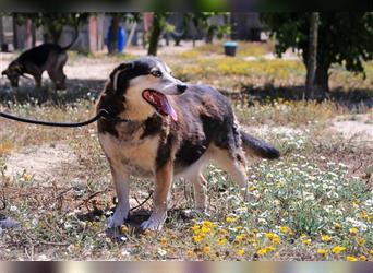 Tsuki, Mix Schäferhund / Berner Senne / Collie , lieb und verträglich