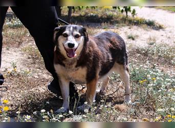 Tsuki, Mix Schäferhund / Berner Senne / Collie , lieb und verträglich