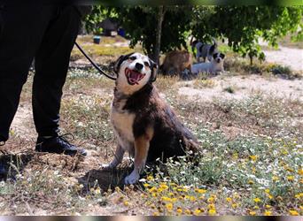 Tsuki, Mix Schäferhund / Berner Senne / Collie , lieb und verträglich