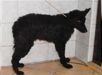 Kylo junger kroatischer Schäferhund Mischlingsrüde Mischling Rüde Junghund sucht Zuhause oder PS