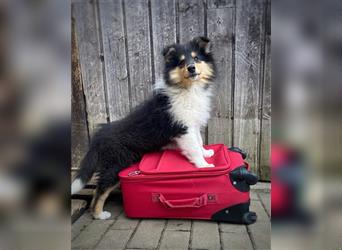 Collie Langhaar Welpen, Hündinnen in tricolour