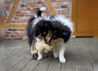 Collie Langhaar Welpen, Hündinnen in tricolour