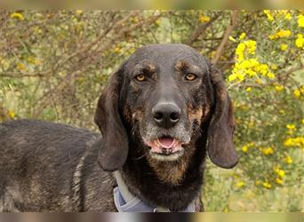 Rudy – Ausgeglichener Jagdhund sucht dich