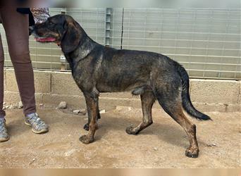 Rudy – Ausgeglichener Jagdhund sucht dich