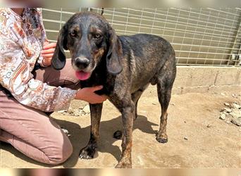 Rudy – Ausgeglichener Jagdhund sucht dich