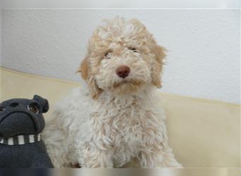 Süße Lagotto Romagnolo Welpen mit Ahnenpass