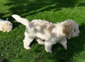 Süße Lagotto Romagnolo Welpen mit Ahnenpass