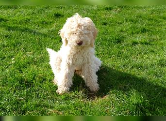 Süße Lagotto Romagnolo Welpen mit Ahnenpass