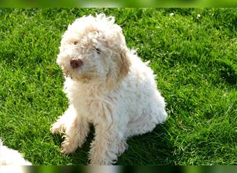 Süße Lagotto Romagnolo Welpen mit Ahnenpass