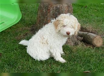 Süße Lagotto Romagnolo Welpen mit Ahnenpass