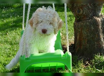 Süße Lagotto Romagnolo Welpen mit Ahnenpass