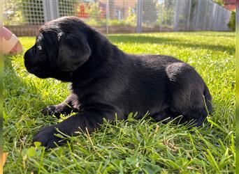 Brutus: Labrador-Retriever Welpe, Rüde, schwarz