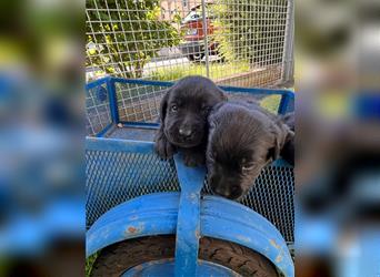 Anna und Meta: Labrador-Retriever Welpe, Hündinnen, schwarz
