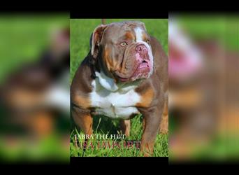 Old English Bulldog, Welpen in Lilac Tan und Blue Tricolour