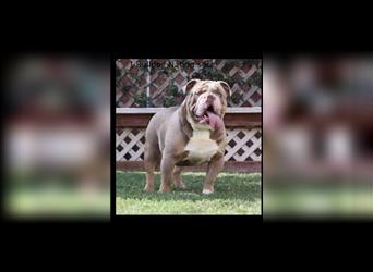 Old English Bulldog, Welpen in Lilac Tan und Blue Tricolour