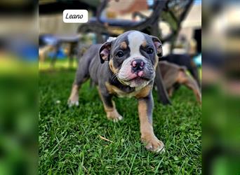 Old English Bulldog, Welpen in Lilac Tan und Blue Tricolour