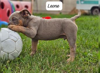 Old English Bulldog, Welpen in Lilac Tan und Blue Tricolour