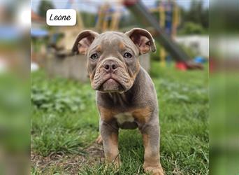 Old English Bulldog, Welpen in Lilac Tan und Blue Tricolour