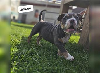 Old English Bulldog, Welpen in Lilac Tan und Blue Tricolour