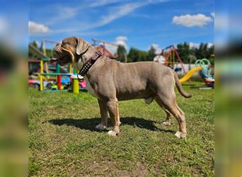 Old English Bulldog, Welpen in Lilac Tan und Blue Tricolour