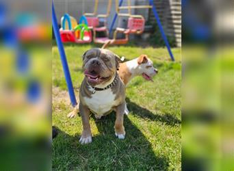 Old English Bulldog, Welpen in Lilac Tan und Blue Tricolour