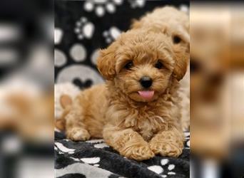 Maltipoo Welpe Weibchen