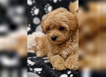 Maltipoo Welpe Weibchen