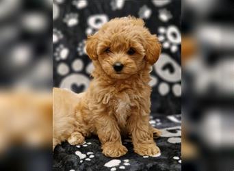 Maltipoo Welpe Weibchen