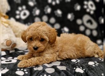 Maltipoo Welpe Weibchen