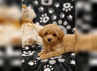 Maltipoo Welpe Weibchen