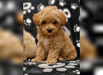 Maltipoo Welpe Weibchen