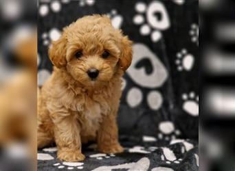 Maltipoo Welpe Weibchen