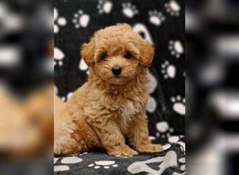 Maltipoo Welpe Weibchen