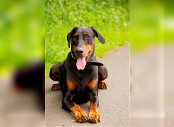 Dobermann Welpen