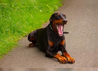 Dobermann Welpen