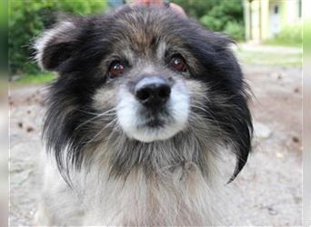 Monty, Pomeranien Spitz-Mix, geb. 2012, dringend Endstelle für tüddeligen Senior gesucht!