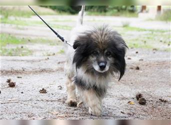 Monty, Pomeranien Spitz-Mix, geb. 2012, dringend Endstelle für tüddeligen Senior gesucht!