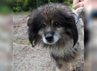 Monty, Pomeranien Spitz-Mix, geb. 2012, dringend Endstelle für tüddeligen Senior gesucht!