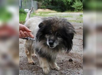 Monty, Pomeranien Spitz-Mix, geb. 2012, dringend Endstelle für tüddeligen Senior gesucht!