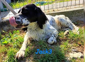 Jack3 07/2022 (GRC) - lebensfroher, freundlicher und sportlicher Englischer Setter!