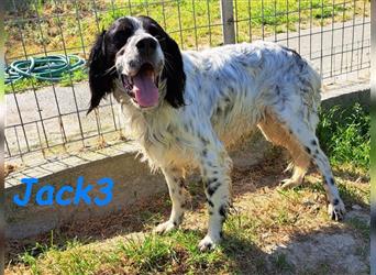 Jack3 07/2022 (GRC) - lebensfroher, freundlicher und sportlicher Englischer Setter!