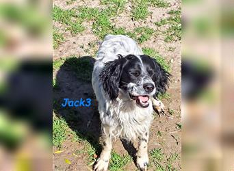 Jack3 07/2022 (GRC) - lebensfroher, freundlicher und sportlicher Englischer Setter!