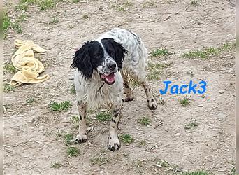 Jack3 07/2022 (GRC) - lebensfroher, freundlicher und sportlicher Englischer Setter!