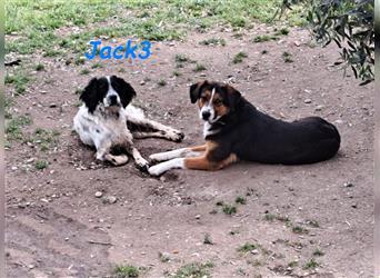 Jack3 07/2022 (GRC) - lebensfroher, freundlicher und sportlicher Englischer Setter!