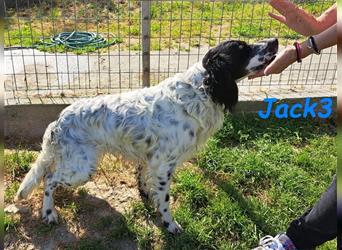 Jack3 07/2022 (GRC) - lebensfroher, freundlicher und sportlicher Englischer Setter!