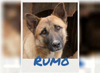 Rumo - zurückhaltender Schäferhund