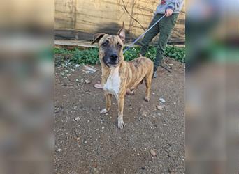 Luna, Boxer-Mischlingsmädchen sucht liebe Familie